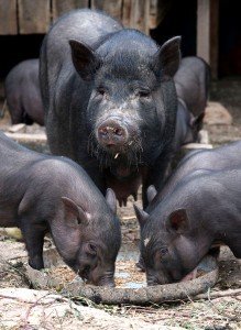 Азіатські вислобрюхие травоїдні свині і їх переваги