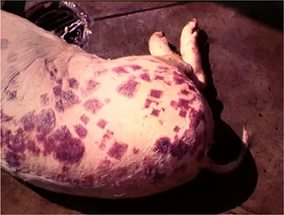 Хвороби вєтнамських вислобрюхих свиней і профілактика захворювань