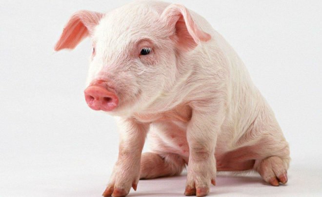 Запор у свиней: симптоми і лікування, перша допомога