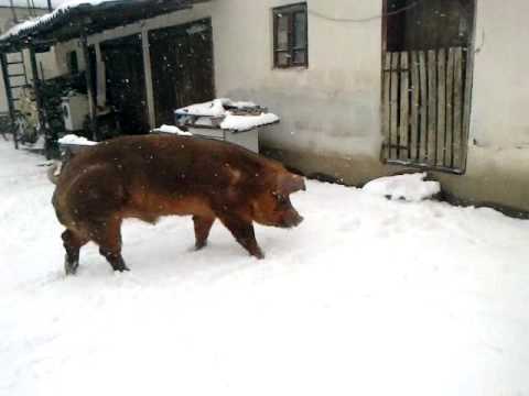 Мясна порода свиней Дюрок: характеристика, годування і умови утримання