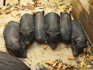 Годування поросят сисунів і свиноматки після відлучення дитинчат