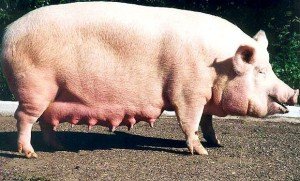 Злучка свиней і які можуть виникнути проблеми?