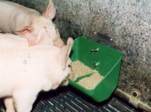 Якими повинні бути годівниці для свиней і як самостійно їх виготовити?