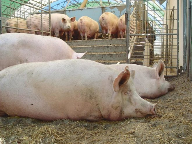 Самий ефективний відгодівля свиней в домашніх умовах на мясо