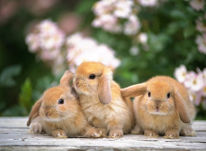 Новонароджені кролики: розвиток, догляд, годування