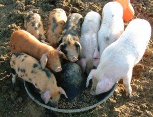 Розробляємо раціон годівлі свиней і підбираємо препарати для стабілізації стану тварини