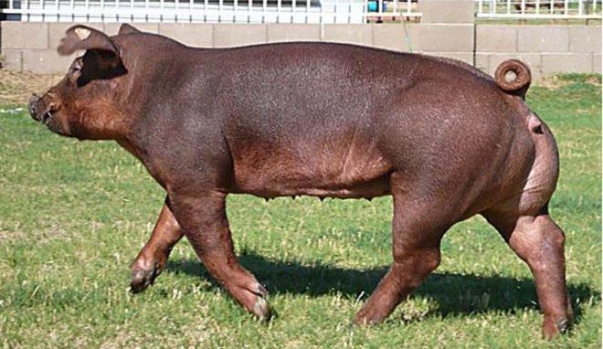 Порода свиней Дюрок: характеристика, опис та фото