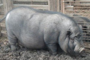 Мясні породи свиней, їх різноманітність, догляд та годівля