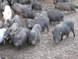 Хвороби вєтнамських вислобрюхих свиней і профілактика захворювань