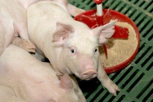 Скільки треба комбікорми, щоб виростити свиню і його заміна на рослинні культури