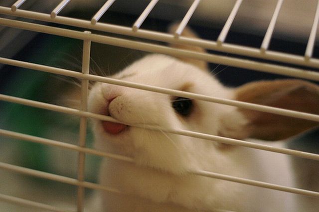 Чому кролики гризуть клітини і що робити