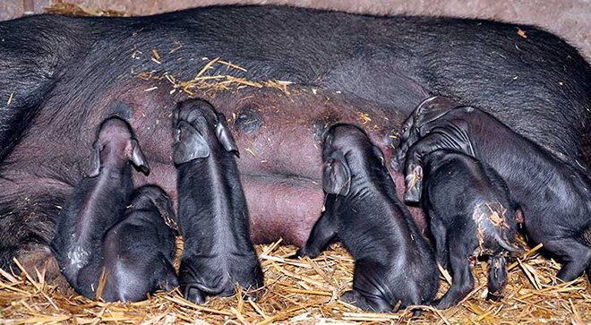 Велика чорна свиня: опис, характеристики і фото породи