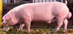Анатомічна будова свині і фізіологічні особливості
