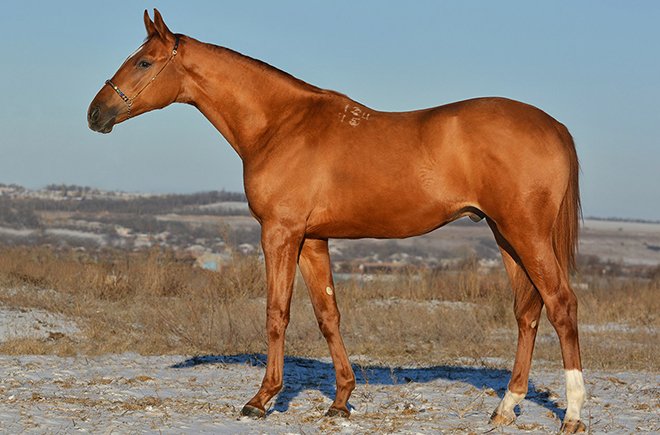 Буденновская порода коней: опис, характеристика та фото