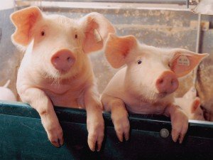 Годування сухим кормом свиней як універсальний тип харчування