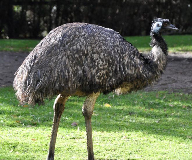 Скільки важить страус і висота особини