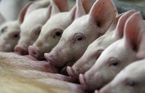 Вирощування свиней в домашніх умовах як бізнес і секрети тваринництва