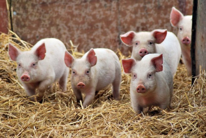 Розведення та утримання свиней в домашніх умовах