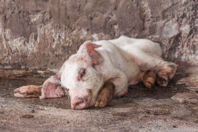Глисти у свиней: симптоми і лікування ліками та народними методами
