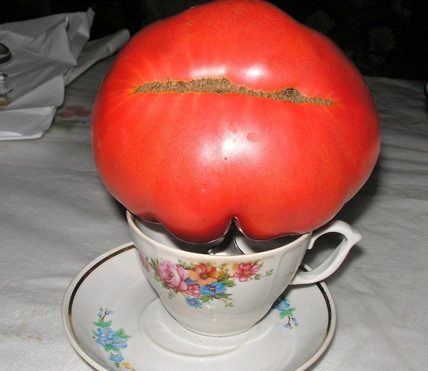 Помідор «Ведмежа лапа»: опис та характеристика томату, фото