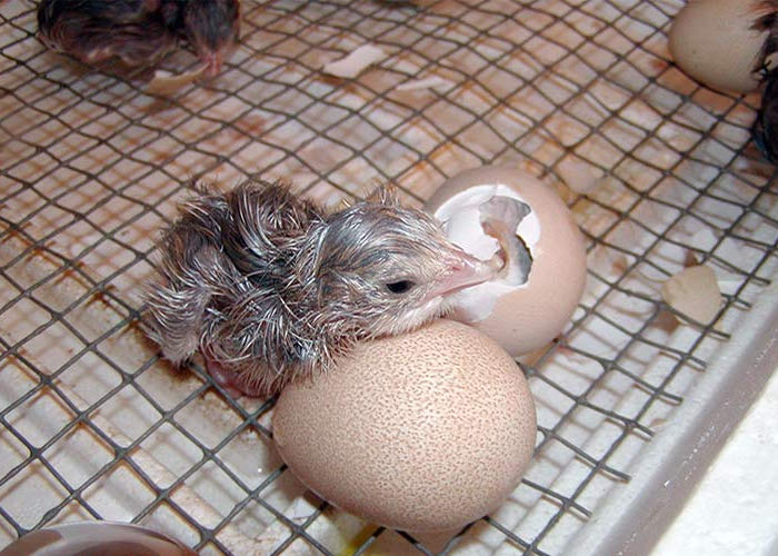 Яйця цесарки: користь і шкода, опис та фото