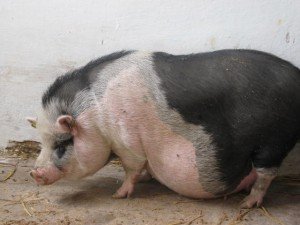 Опорос свиней в домашніх умовах і догляд за свинею і новонародженими поросятами