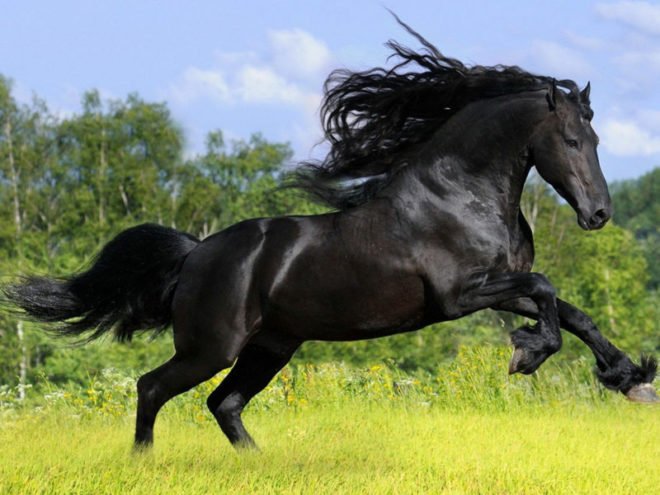 Парування коней: як відбувається злучка і полювання у кобил