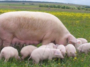 Важливі факти про свиноматках   скільки днів гуляется свиня?