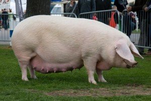Правильне годування свиней: вибір типу і режиму