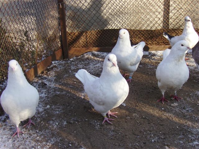 Мяссные голуби: всі породи з фото, розведення та утримання