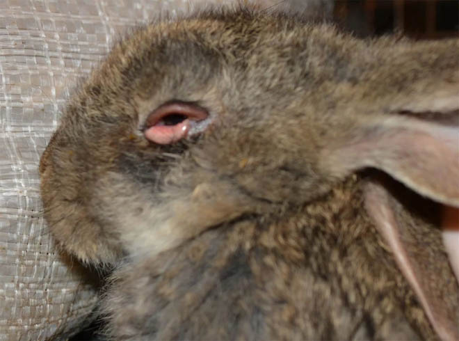 Чому дохнуть кролики взимку і влітку: причини, що робити