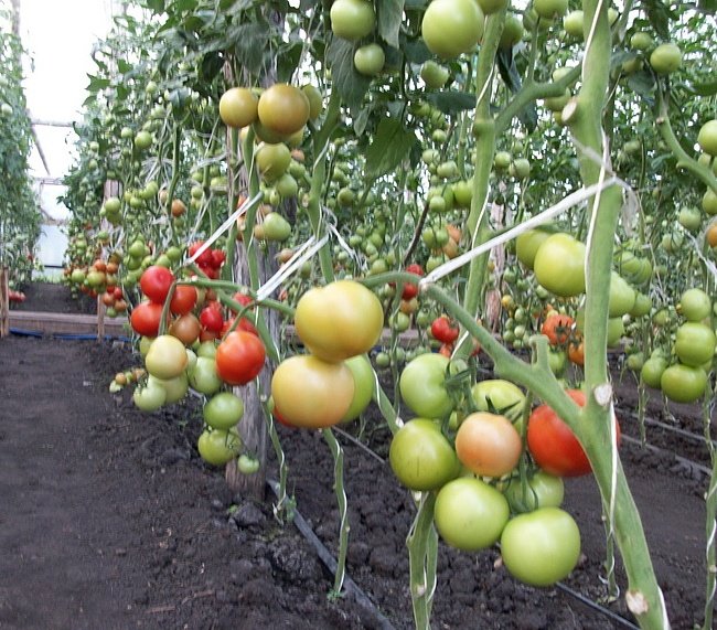 Кращі сорти томатів для Підмосковя: у теплицях, відкритому грунті