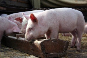 Корм для свиней в домашніх умовах і його виробництво