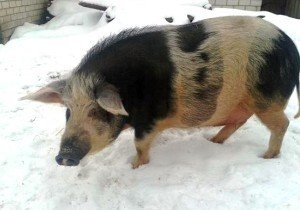 Порода свиней Кармалы та необхідні умови для їх утримання