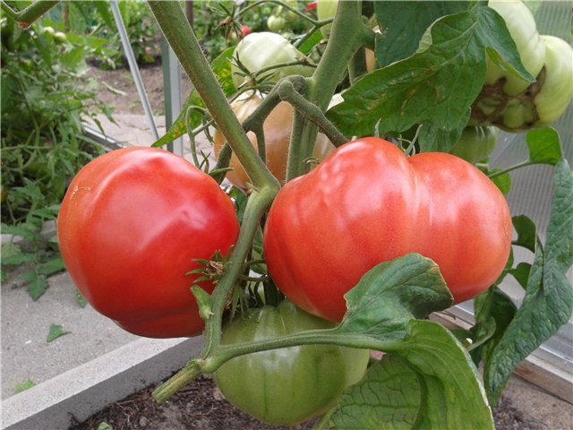 Помідор «Ведмежа лапа»: опис та характеристика томату, фото