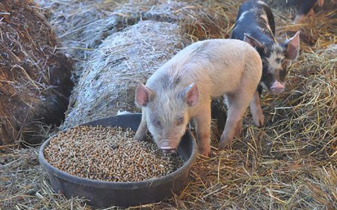 Шо їдять свині і чим годувати їх в домашніх умовах