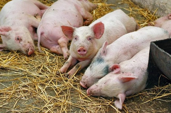 Хвороба Ауєскі свиней: симптоми, лікування, фото