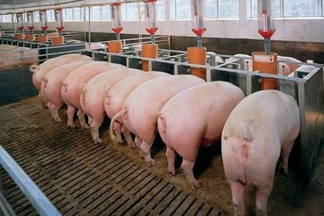 Порода свиней Ландрас: опис, характеристика, фото