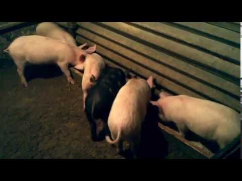 Правильний відгодівлю свиней в домашніх умовах і можливі проблеми