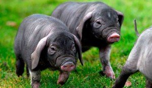 Сальні породи свиней: походження, характеристики і ціна на поросят