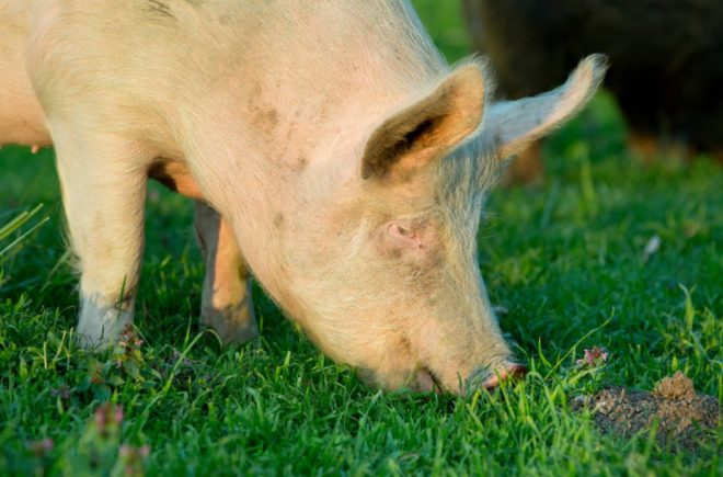 Порода свиней Йоркшир: характеристика, опис, фото