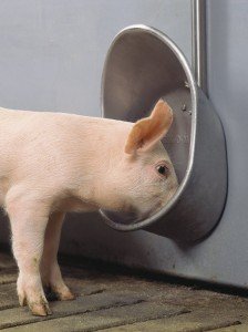 Як правильно вибрати і розмістити поїлки для свиней?