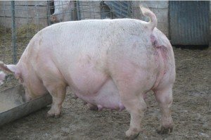 Які господарські та біологічні особливості свиней існують?