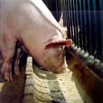 Норми утримання свиней у приватному секторі і вирощування їх на дачі