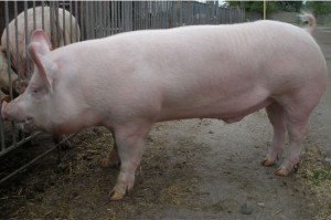 Беконна порода свиней Йоркшир: опис і ціни на поросят