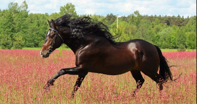 Андалузька кінь: опис породи, характеристики і фото