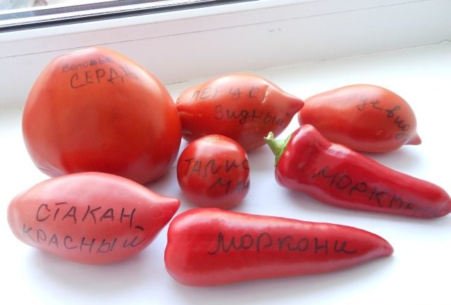 Минусинские помідори: опис сортів, вирощування, фото