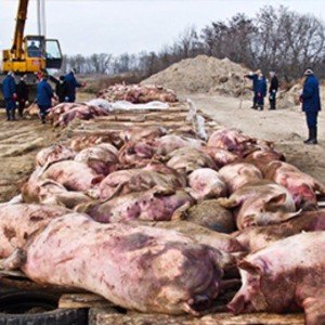 Африканська чума свиней, характерні симптоми у свиней і профілактика хвороби