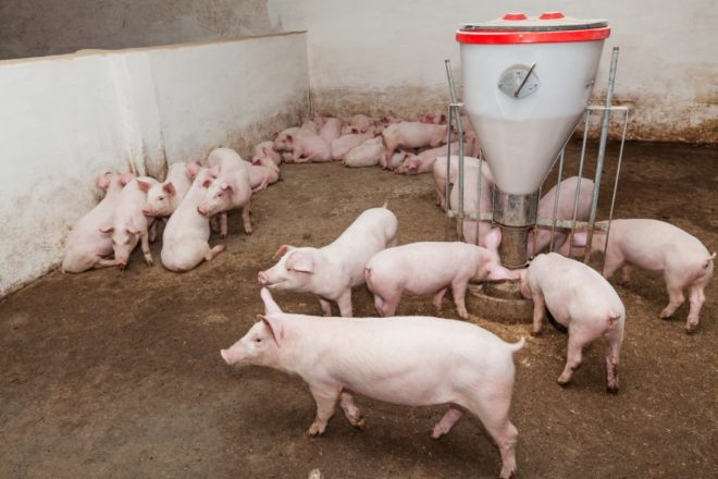 Мясні породи свиней: опис, продуктивність, вибір