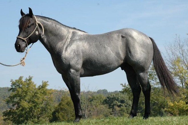 Чала масть коней: опис забарвлення, характеристики, фото